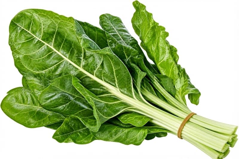 سلق